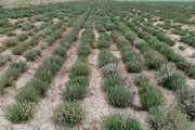افزایش کمی و کیفی برداشت آویشن در مجتمع تحقیقاتی جهاد دانشگاهی لرستان