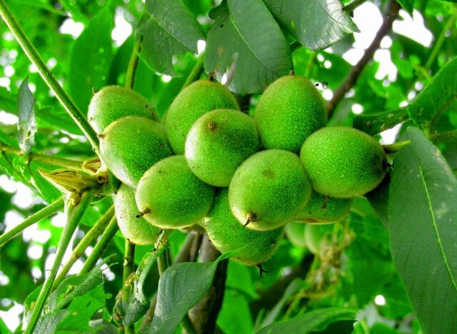 بهترین زمان کاشت نهال گردو در مناطق سردسیر چه فصلی است؟ بهترین زمان کاشت نهال گردو در مناطق سردسیر چه فصلی است؟