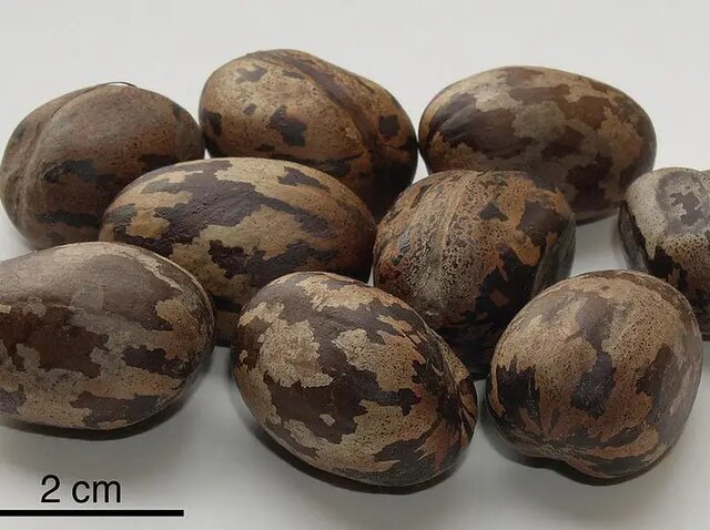 غارتهای تاریخی یک کشور؛ از سگ چینی تا الماس کوه نور