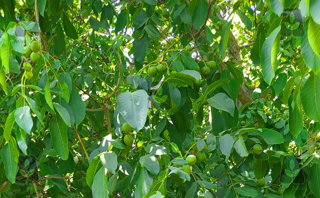رکورد باردهی نهال گردو شکسته شد! باردهی 300 کیلویی درخت چندلر