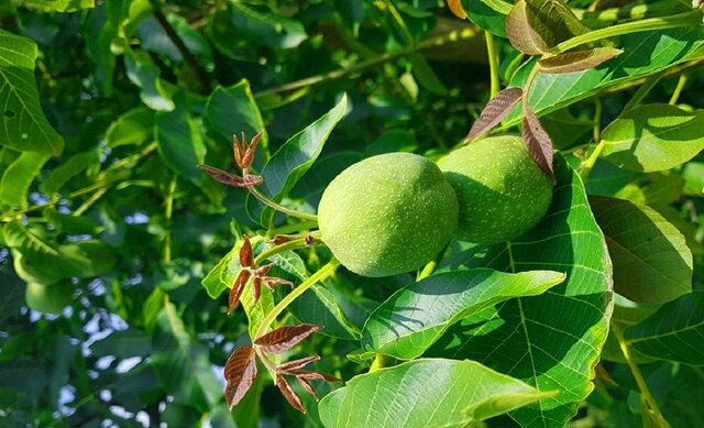 رکورد باردهی نهال گردو شکسته شد! باردهی 300 کیلویی درخت چندلر