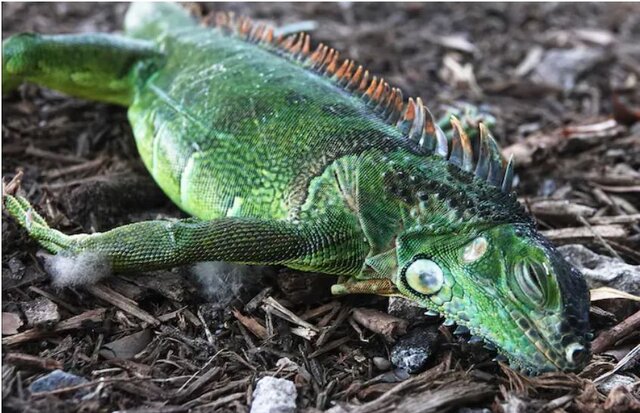 افزایش تلفات سرمای کشنده در آمریکا و کانادا/ سقوط ایگواناهای یخزده از روی درختان