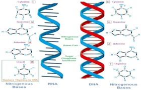 آشنایی با مبانی تئوری و عملی استخراج RNA