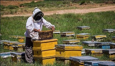 تنها زنبورستان بدون کوچ در همدان