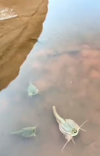 کشف فسیلهای زنده ۵۵۰ میلیون ساله در ایالت آریزونا!