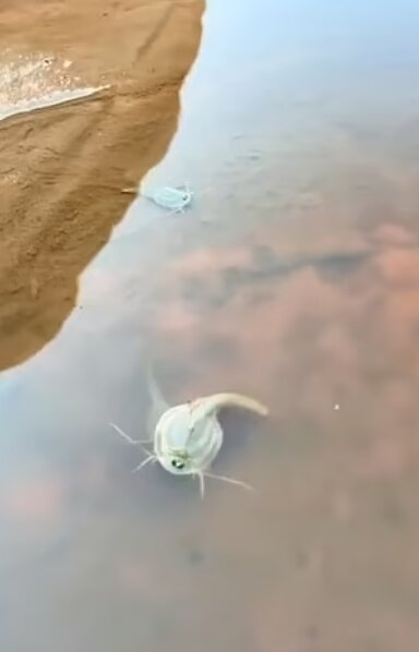 کشف فسیلهای زنده ۵۵۰ میلیون ساله در ایالت آریزونا!