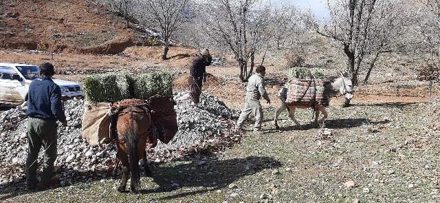 تامین غذای حیات وحش در زمستان/تاکنون سرمازدگی در حیات وحش مشاهده نشده است
