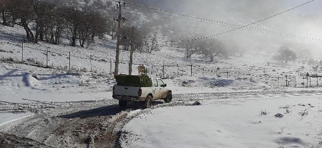 توزیع علوفه در منطقه حفاظت شده باشگل تاکستان