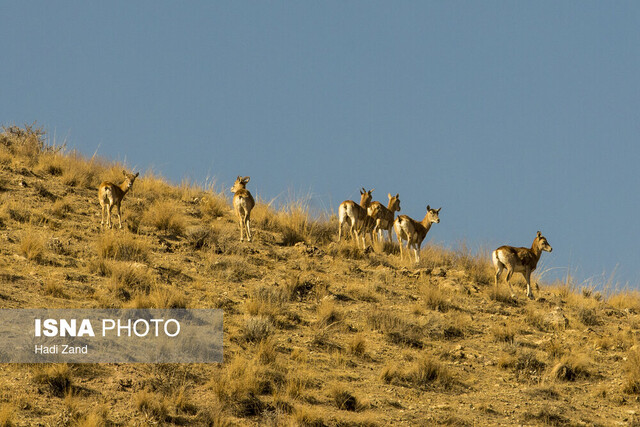 ممنوعیت ورود به مناطق حفاظتشده همدان تا پایان خرداد ممنوعیت ورود به مناطق حفاظتشده همدان تا پایان خرداد