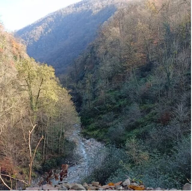 غنی شدن حیات وحش در حاشیه امن ۲ هزار هکتاری جنگلهای هیرکانی/ثبت تصاویر پلنگ و شوکا