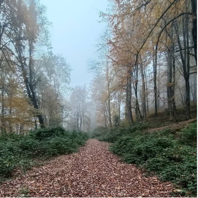 غنی شدن حیات وحش در حاشیه امن ۲ هزار هکتاری جنگلهای هیرکانی/ثبت تصاویر پلنگ و شوکا