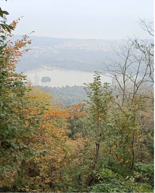 غنی شدن حیات وحش در حاشیه امن ۲ هزار هکتاری جنگلهای هیرکانی/ثبت تصاویر پلنگ و شوکا