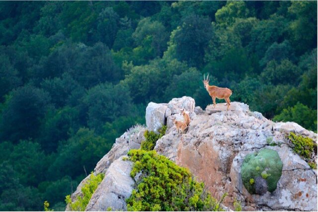بهشت هیرکان مقصد بینظیر برای نوروزگردی/ موزه زنده ایران دیدنی است