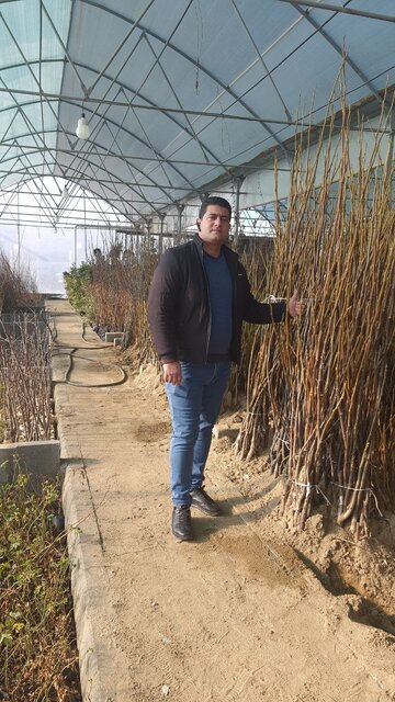 چگونه با خرید نهال گردو کسب درآمد کنیم؟