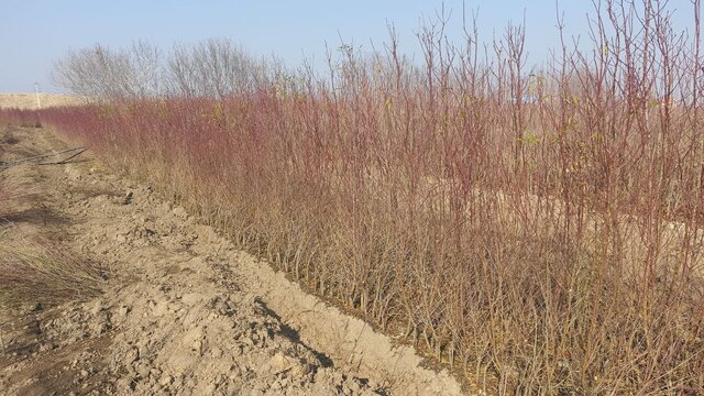 چگونه با خرید نهال گردو کسب درآمد کنیم؟