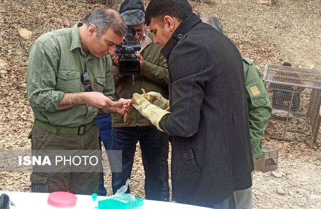 کشف محموله سنجاب ایرانی در کهگیلویه و بویراحمد