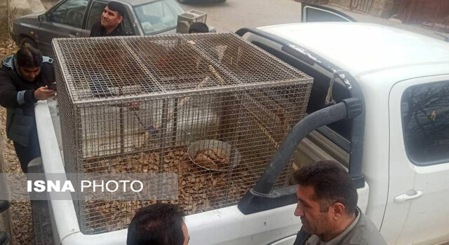 کشف محموله سنجاب ایرانی در کهگیلویه و بویراحمد