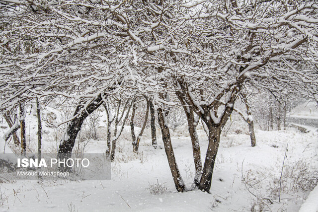 گزارش ایسنا از بارش اولین برف زمستان در شهر سمنان+تصاویر