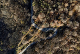 مسیر جنگلی که به محل دپوی زباله میرسد از میان درختان جنگلهای هیرکانی میگذرد.