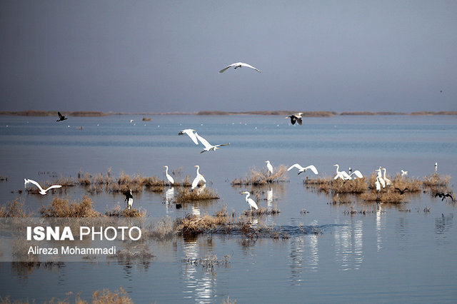 سرشماری زمستانه پرندگان مهاجر آبزی و کنار آبزی و مهاجر در کردستان آغاز شد