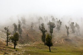 جنگل در مه