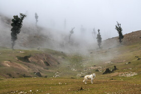 جنگل در مه