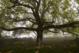 جنگل در مه