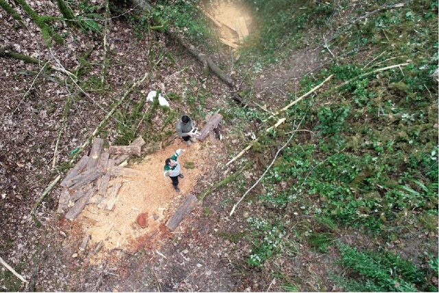 خطر انقراض درخت باستانی و همیشه سبز جنگلهای نوشهر با قطع غیرمجاز
