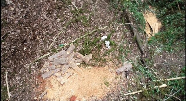 خطر انقراض درخت باستانی و همیشه سبز جنگلهای نوشهر با قطع غیرمجاز