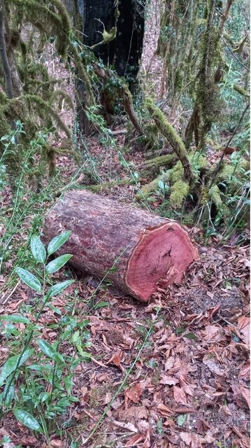 خطر انقراض درخت باستانی و همیشه سبز جنگلهای نوشهر با قطع غیرمجاز