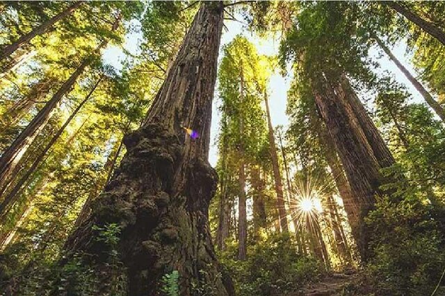 عکس تزیینی است. توضیح شهرداری درباره جابجایی درختان در پروژه تقاطع غیرهمسطح بزرگراه بسیج - محلاتی
