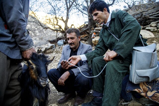 توزیع ۲۰۰ هزار دز واکسن دام در مناطق کم برخوردار