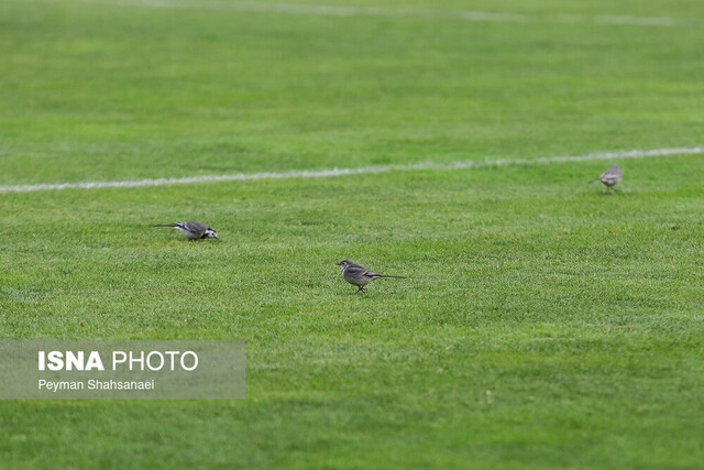 تصاویر منتخب یکشانزدهم نهایی جام حذفی فوتبال/ جنگ و صلح
