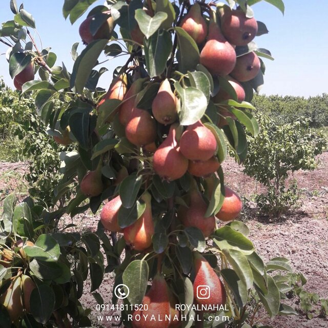 خرید نهال گلابی