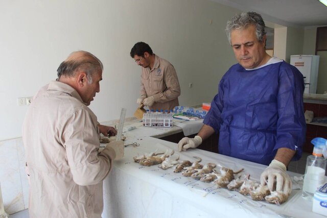 روند نمونهگیری «طاعون» از حیاتوحش / «تب Q»؛ معضل بهداشتی محسوب شود