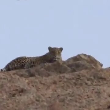 مشاهده یک قلاده پلنگ در منطقه شکار ممنوع تپال شاهرود