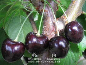 با خوشه‌های تکدانه به درآمدزایی برسید