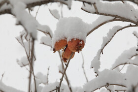 یزد سفیدپوش شد/ثبت بارش ۲۰ سانتیمتری برف در تفت