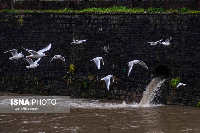 رودخانه‌های رشت میزبان فاضلاب و زباله