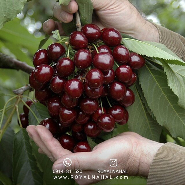 خرید نهال گیلاس