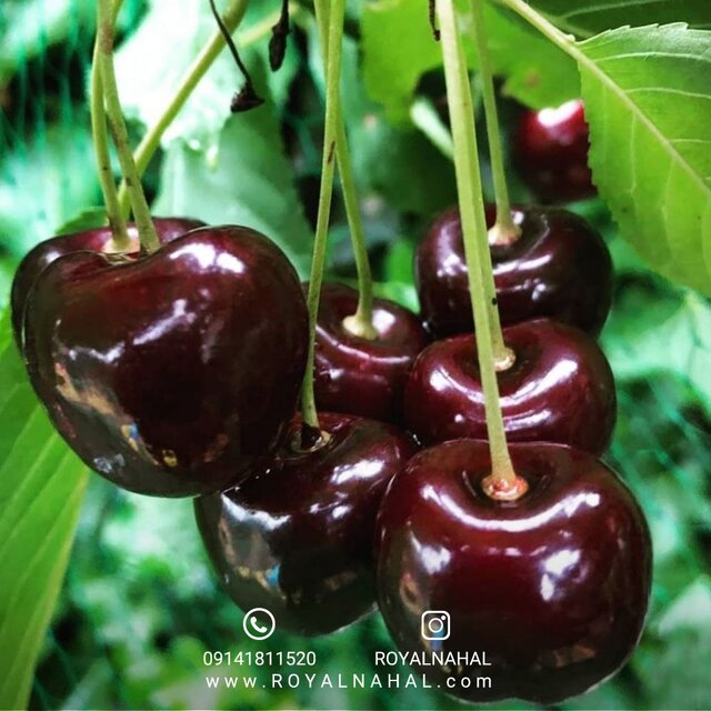 فروش نهال گیلاس
