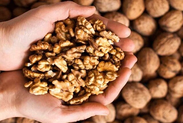 بهترین نهال گردوی زاهدان