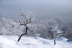 درختان یخی - همدان