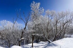 درختان یخی - همدان