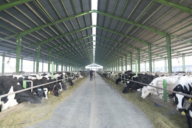 «گاودشت» بابل پتانسیل جهش تولید در دامپروری مازندران «گاودشت» بابل پتانسیل جهش تولید در دامپروری مازندران