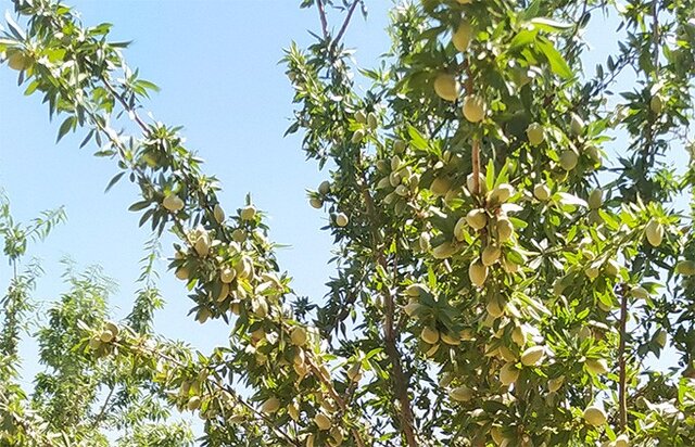 معرفی و فروش 6 نهال بادام دیم پربار در ایران