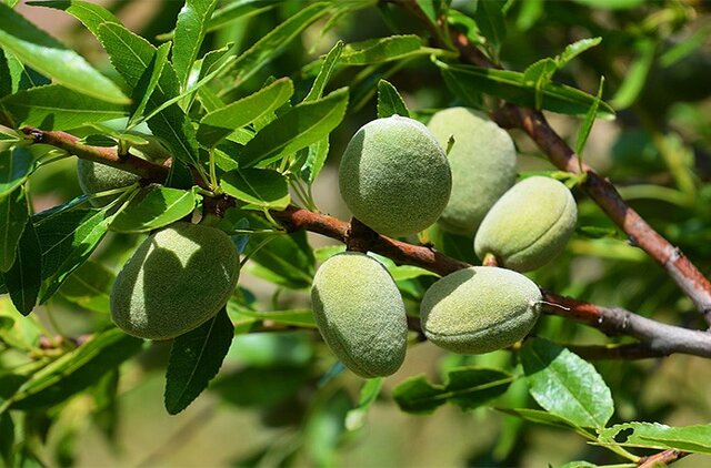 معرفی و فروش 6 نهال بادام دیم پربار در ایران