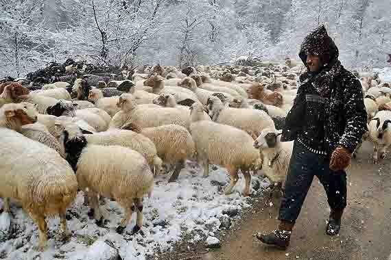 توصیه‌های زمستانی به دامداران، مرغداران و زنبورداران