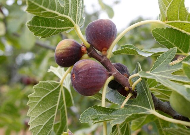 معرفی و فروش پربارترین نهالهای زرشک و انجیر