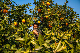 پیش‌بینی تولید ۲۵ هزار تن پرتقال در محمود آباد